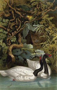 Black-necked Swan by European School